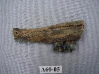 藏品(鹿下顎)的圖片